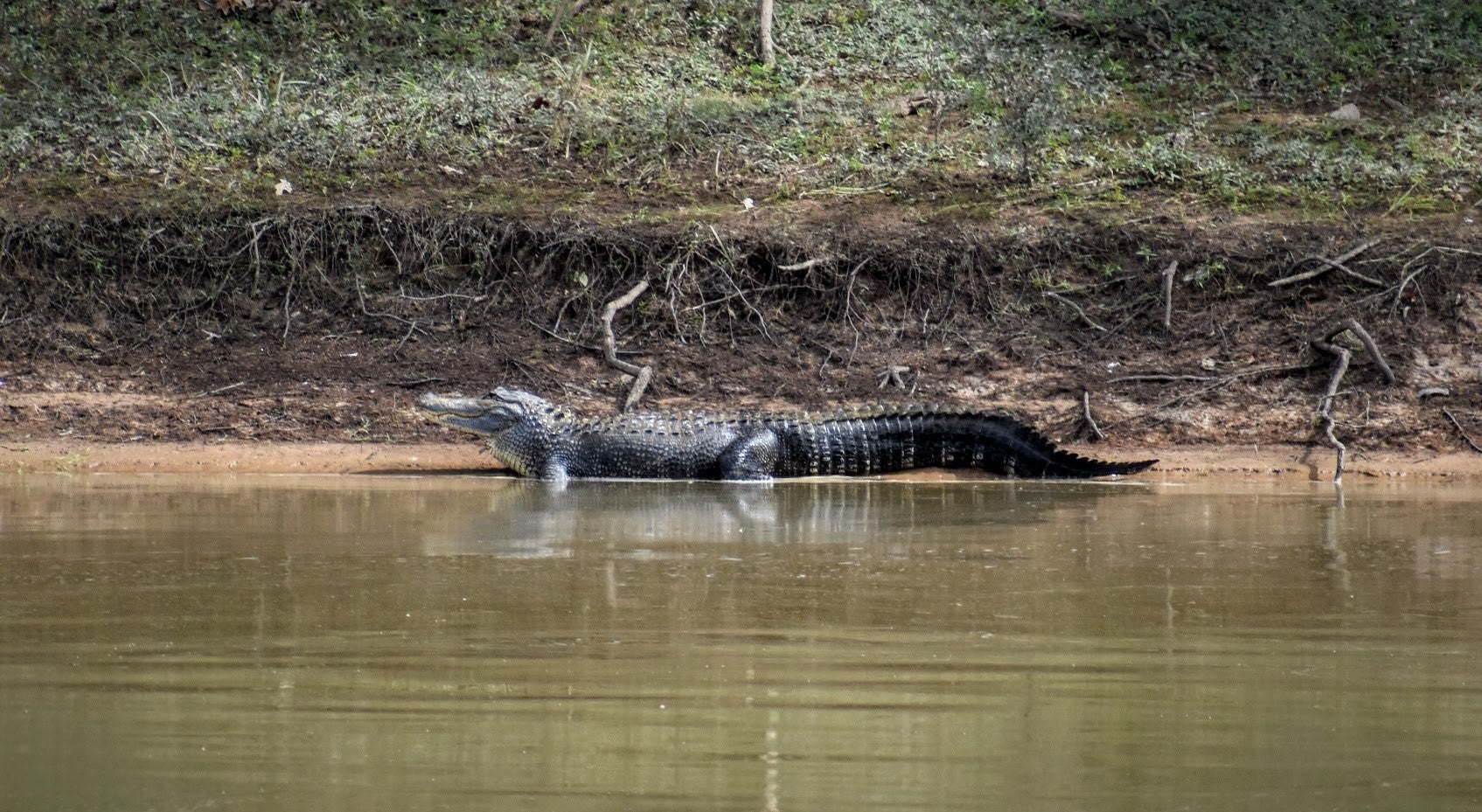 alligator partially in the water along the lake bank